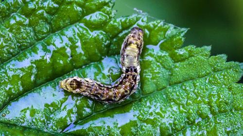 Réf. 332 589 : Thyatira batis